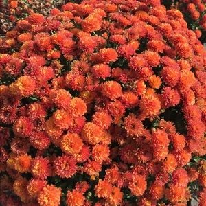 Meet your Posher, Pink